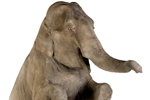 Expert Talk | How To Network With The Elephant In The Room