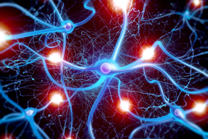 The Role Of Neuroleadership In Creating Effective Leaders The Role Of Neuroleadership In Creating Effective Leaders